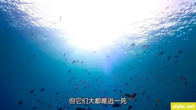 忘忧直播剧照2